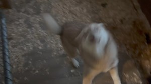1.2K views · 30 reactions | Morning breakfast Java and mocha momma and daughter you can tell they are related while they eat I sit with Bubba and panda so they eat before going out. Panda likes to have me near her at meal time | Mini Husky country in Oregon & N. CA | Facebook