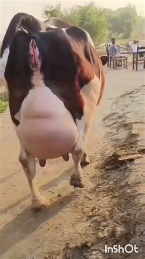 60لیٹر کپیسٹی| ھالسٹین گائے