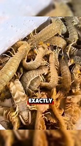 26K views · 34 reactions | If you see someone at the beach using a...