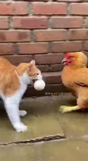 Cluck Wars: Hen vs Chicken! 🐔💥🎤"