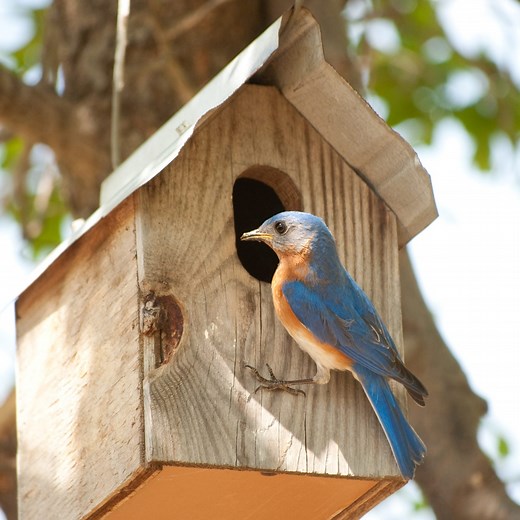 8 EASY Steps to Clean Your Birdhouse (No experience needed!)