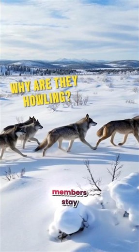Why Do Wolves Howl Together? 🐺#shorts