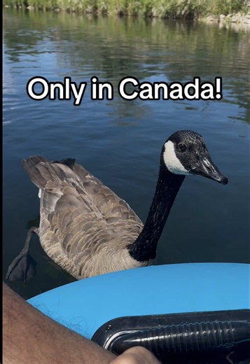 Canada, where even the wildlife are friendly! #Summer #ExploreBC #LifeInCanada #OkanaganLife #CanadianGeese