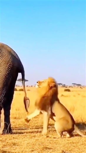 Hilarious Moments in Animal Adventures