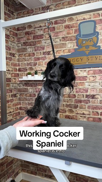 Discover Etho the Working Cocker Spaniel