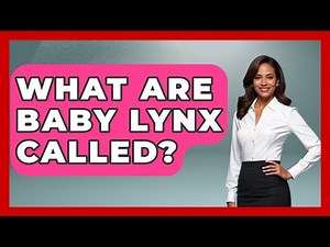 What Are Baby Lynx Called? - The Wild Life Explorer
