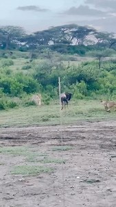 ITINERARY Day1: Arrival Entebbe international Airport ,pickup and check in to the hotel for relaxation Day 2: morning road transfer to Kibale forest national park and have afternoon nigiri swamp walk Day 3: enjoy chimpanzee tracking in Kibale forest and afternoon transfer to queen Elizabeth national park Day 4: have a full day of adventure in queen Elizabeth national park with game drives and boat cruise on Kazinga channel Day 5: morning game drive and road transfer to Bwindi impenetrable forest