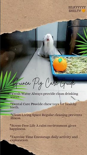 Guinea Pig Care Guide