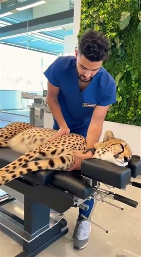 Wildest Chiropractic Adjustment Ever? 🐆💆‍♂️