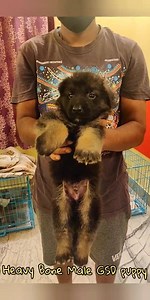 Heavy Bone Male GSD Puppy availabile ready in our store. Call/watsapp 9800043052 for details | The PET Shoppe Siliguri