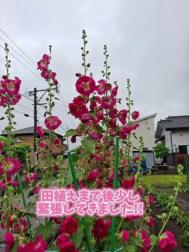 タチアオイお花咲き‼️田植え時期のお知らせ‼️今年の田植え始まりです‼️