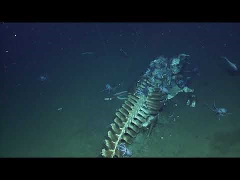 Whale Fall Actively Devoured by Scavengers at Davidson Seamount | Nautilus Live