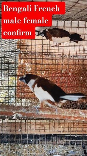 Bengali finch male female confirm beeding Pe Laga Diya || #shortsfeed #bengali finch #finch #birds​