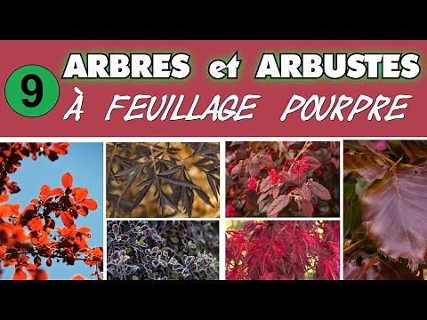 Trees and shrubs with purple foliage for large and small gardens