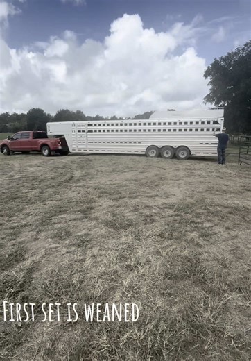Visit Our Simmental Cattle Ranch Today