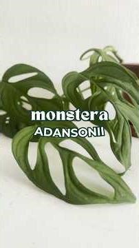 Cuidados Monstera Adansonii o queso suizo