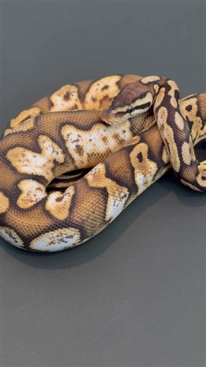 Stunning looking sugar ball python #ballpythons #reptiles #snakes #animals #cutepets #nature #tree