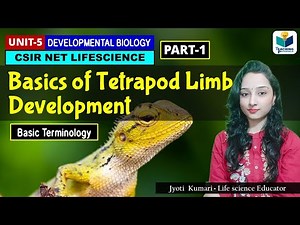 BASICS OF TETRAPOD LIMB DEVELOPMENT |CSIR NET| DEVELOPMENTAL BIOLOGY