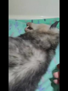 6K views · 450 reactions | Possums consume many ticks per year. BUT if a possum becomes weak for whatever reason, they don’t groom, leaving them susceptible to a tick infestation which leads to tick paralysis. This baby is in great hands with Tina. We will take you all on his rehab journey. | Wild at Heart Rescue | Facebook