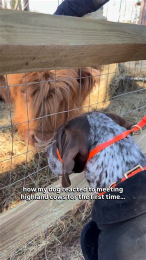 He knows them as moo moos and he’s only seen them from the car when we drive through the country 🐮—so this was his first time up close. He didn’t understand why he couldn’t go in and play with them. 🐄🛝 . . #highlandcows #animalencounters #birddog #animallovers #gspsofinstagram | Adler the GSP