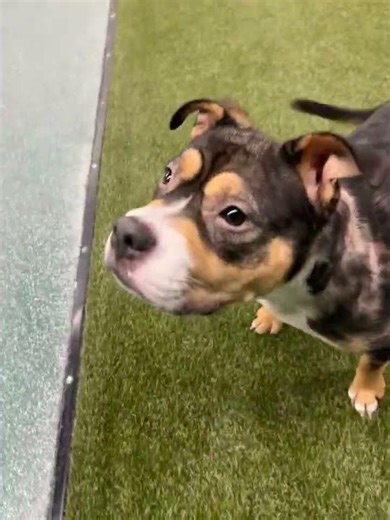 Update on Petunia! [STORY BELOW]