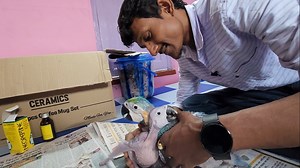 150K views · 5.6K reactions | How Are The Baby Macaws Now / Breeding Progress Of Julfikkar's Farm. | Parrot Dipankar | Facebook