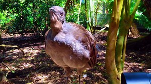 amazing Lyrebird can Mimics Chainsaw, Car Alarm any sound in the world  You Won’t Believe Exist