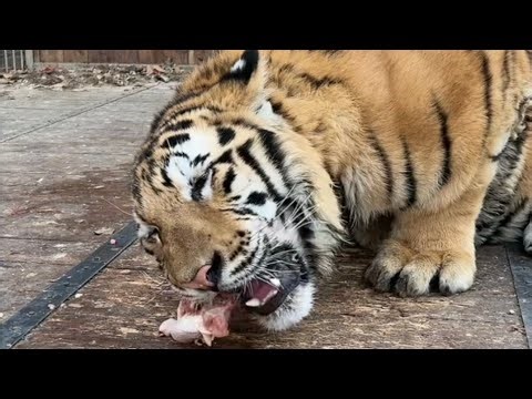 Wild Appetite : Tiger Eating Chicken 🍗