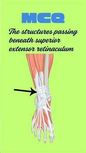 Extensor retinaculum at ankle joint. Structures passing below the extensor retinaculum of foot