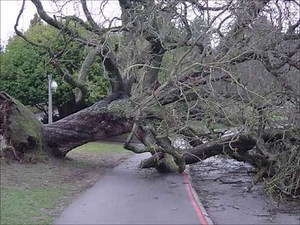 Tree Falling Down Sound Effect