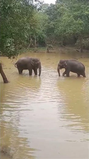 wildlife 🐘 #elephant #fyp #fypシ #shortsviral #bestyoutuber #ytshorts #srilanka #reels