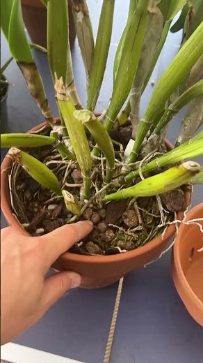 My orchids are rotting