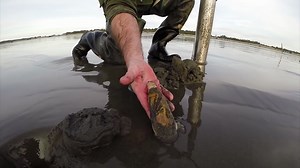 New razor clam digs announced for Washington Coast