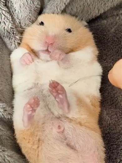 🐹✨#Hamsters #pets #cute #HamsterLife #lovehamsters🐹 #trangtraihamster #beartangto #thucung🔔