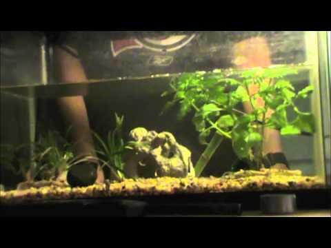 African Dwarf Frog Care