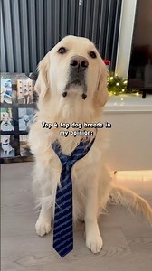 The top 4 dog breeds in the world... totally unbiased. 🐕✨ #goldenretriever #freakedout #puppy