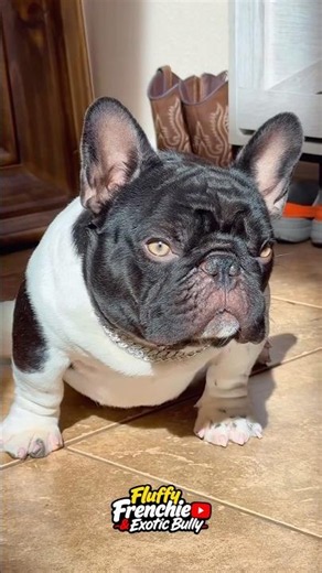 Is This the Cuddliest Puppy Alive? 🧸 Exotic Fluffy Frenchie! #fluffyfrenchie #frenchbulldog