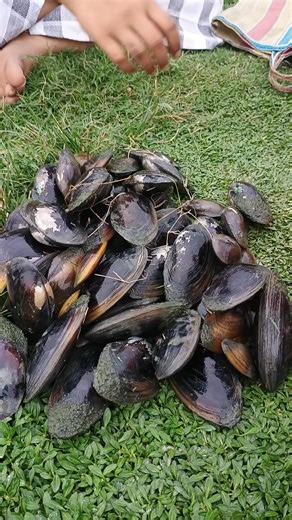 🦪🦪✨ #minivlog #viralvideo #trendingshorts #shortvideo #youtubeshorts #shorts