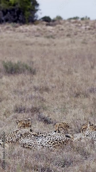 Cheetahs sleeping together in grass