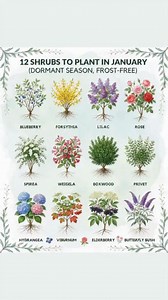 🌱❄️ January is a perfect month to plant bare-root shrubs in areas where the ground isn’t frozen. While the tops rest, dormant roots can settle in and get established, ready to burst into growth when spring arrives. 🛠️ Materials / Tools Needed (with alternatives) Bare-root shrubs Shovel or spade Alternative: Garden fork Bucket of water Compost or well-rotted manure Alternative: All-purpose garden soil Mulch (straw, bark, leaves) Watering can or hose 🪜 Step-by-Step: How to Plant Bare-Root Shrub