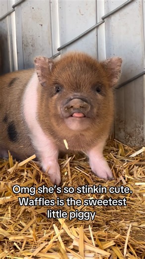 Moon Child Mini Farm on Instagram: "Waffles is just so freakin cute . . . . . . . . . . . . . #moonchildminifarm #moonchild #minipig #minipigs #juliana #pig #pigsaspets #piglet #piglets #piggy #california #pigsofinstagram #cuteanimals #animalsofinstagram #obsessed #inlove #farmlife #moonchildcrystalshop #snout #snoot"