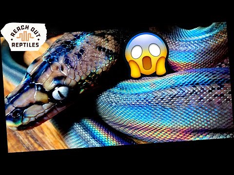 RAINBOW SNAKES?! | Iridescence Explained