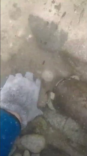 Gold Dredging Idaho Nice Gold Found!