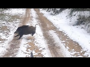 Lov na divlje svinje sa psima 2024