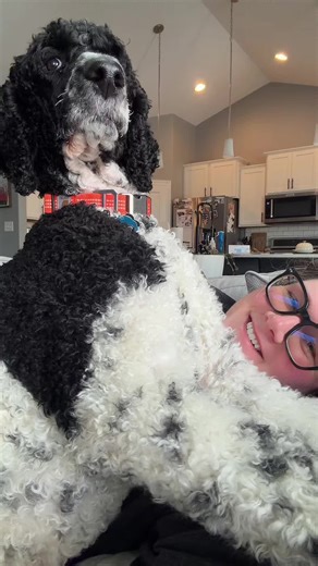 #king of the castle! Atlas forgets that he’s 70 pounds…but forever my baby! #poodle #atlas