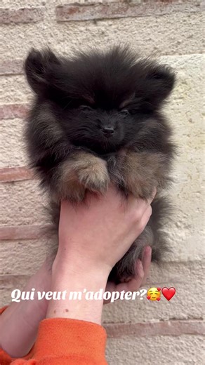 Superbe Spitz mâle LOF extra nain Black and tan