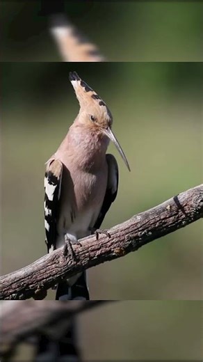 What Do EURASIAN HOOPOE Sound Like?