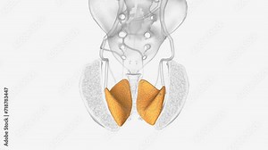 The obturator muscles work synergistically with surrounding muscles to provide hip mobility.
