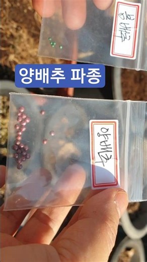 화분에 위에 좋은 양배추 파종~ #양배추 #양배추파종 #양배추키우기 #봄배추 #garden #도시농부 #화분 #텃밭 #도시농부 #도시텃밭