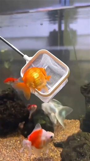 3D Little Fish Scooping Game So Satisfying #thefishroom